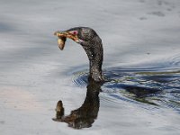 Cormorants and Darters